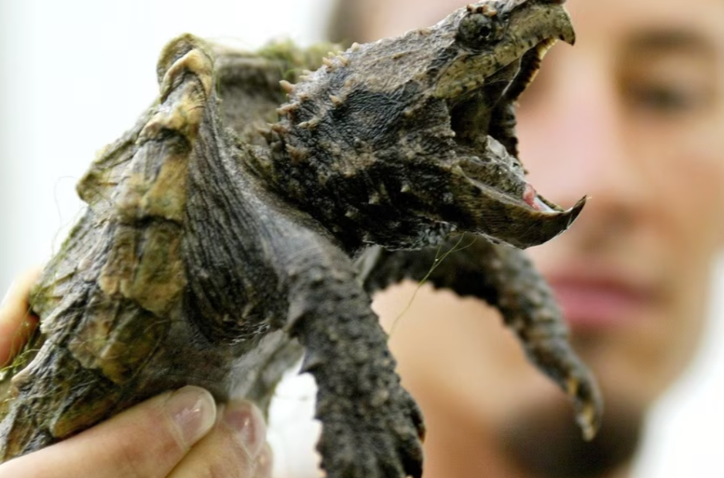Snapping turtle captured in Switzerland