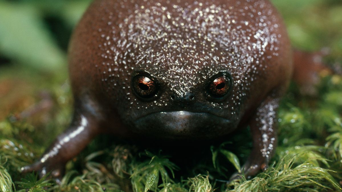 Black Rain Frog: The Bizarre, Grumpy-faced Amphibian That’s Terrible