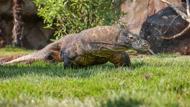 Largest Komodo Dragon Habitat in the Americas Opened at Nashville Zoo