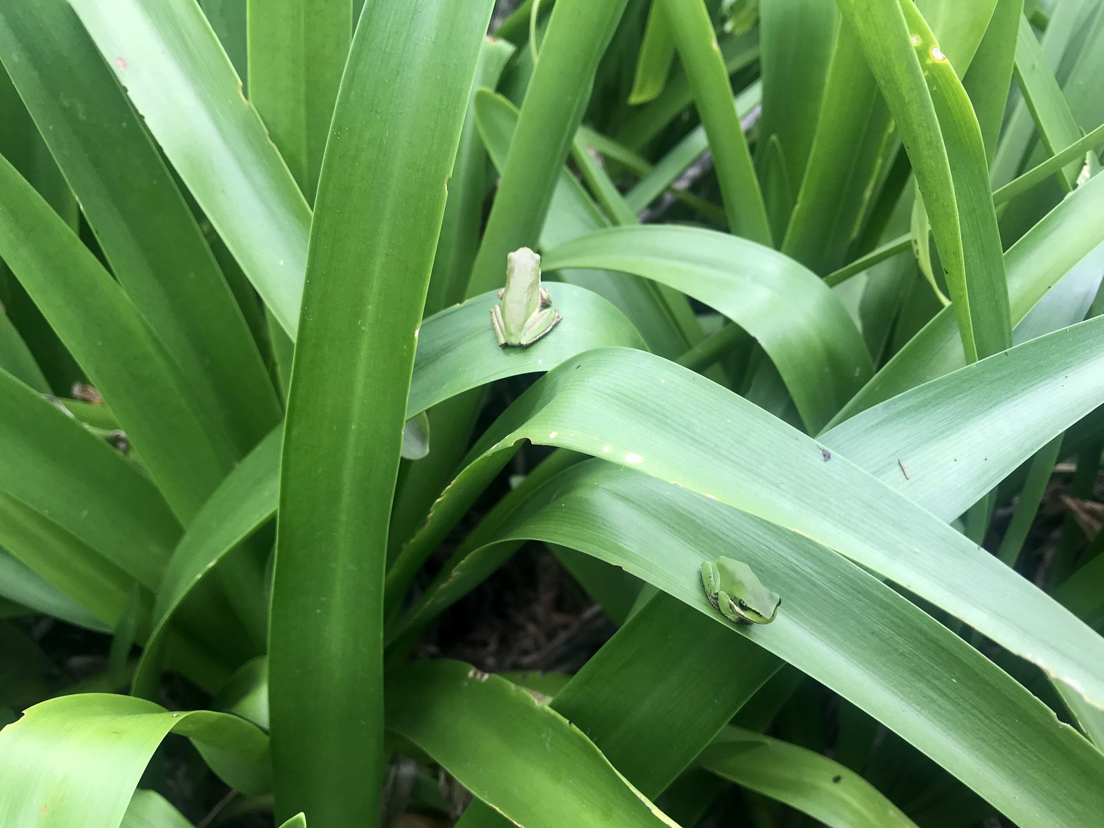 Citizen Science Reveals the Eastern Dwarf Tree Frog Popping Up