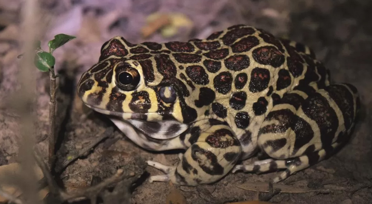 Sex Life of Rare “Leopard-print” Santa Fe Frog Revealed