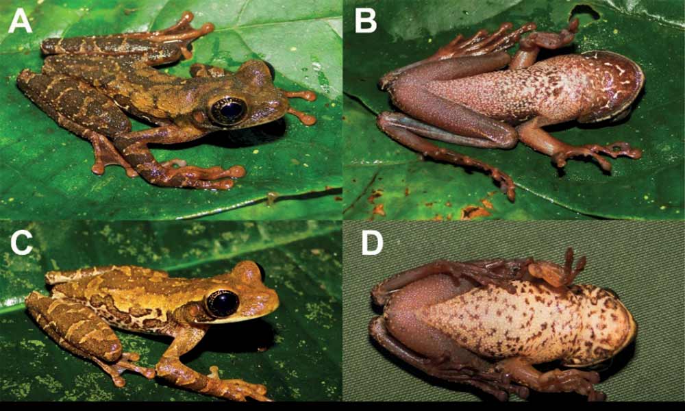 Researchers Have Discovered a New Species of Frog in the Andes