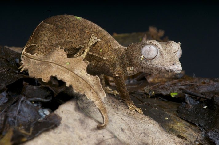 Unveiling the Enigmatic Satanic Leaf-tailed Gecko