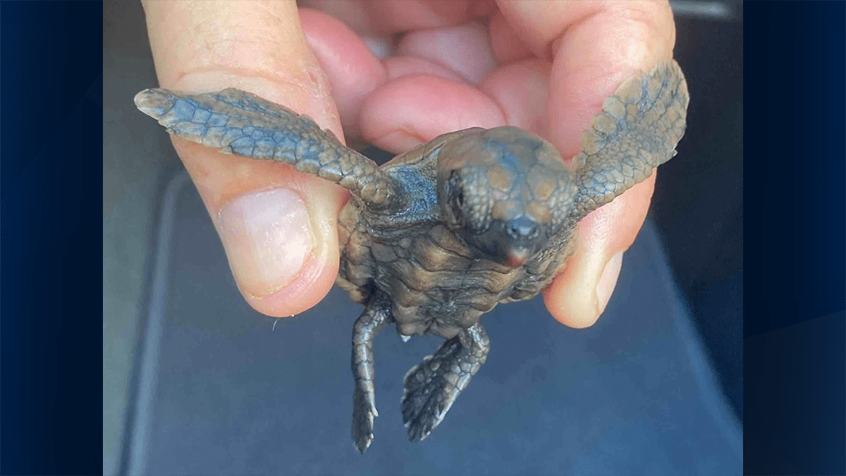 First Turtle Nest Hatched on Fort Myers Beach