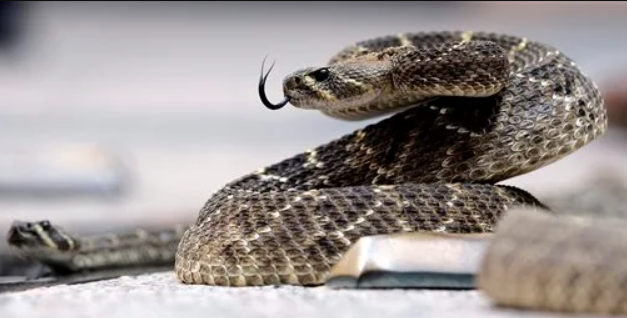 The Phenomenon of Social Buffering Gives Evidence—Rattlesnakes Are More Social Than We Thought