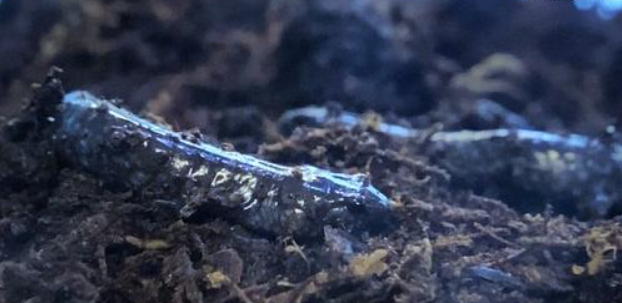 Salamander Ambystoma Steals Genes and Can Have Up to 5 Extra Sets of Chromosomes