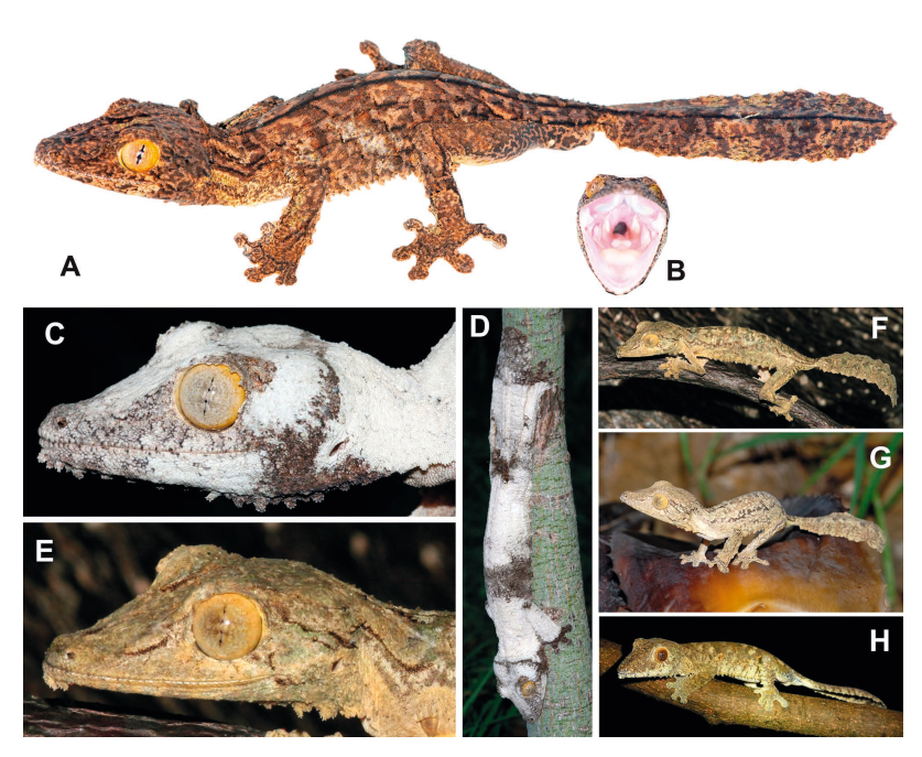 A new large-sized species of leaf-tailed gecko (Uroplatus) from northern Madagascar