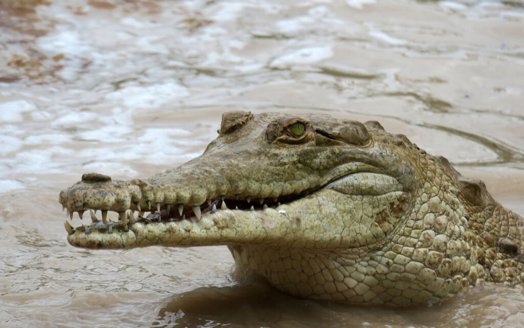Orinoco crocodile