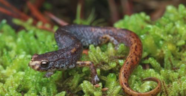 Oak Ridge Scientists Developing Wildlife Crosswalks for Four-Toed Salamander