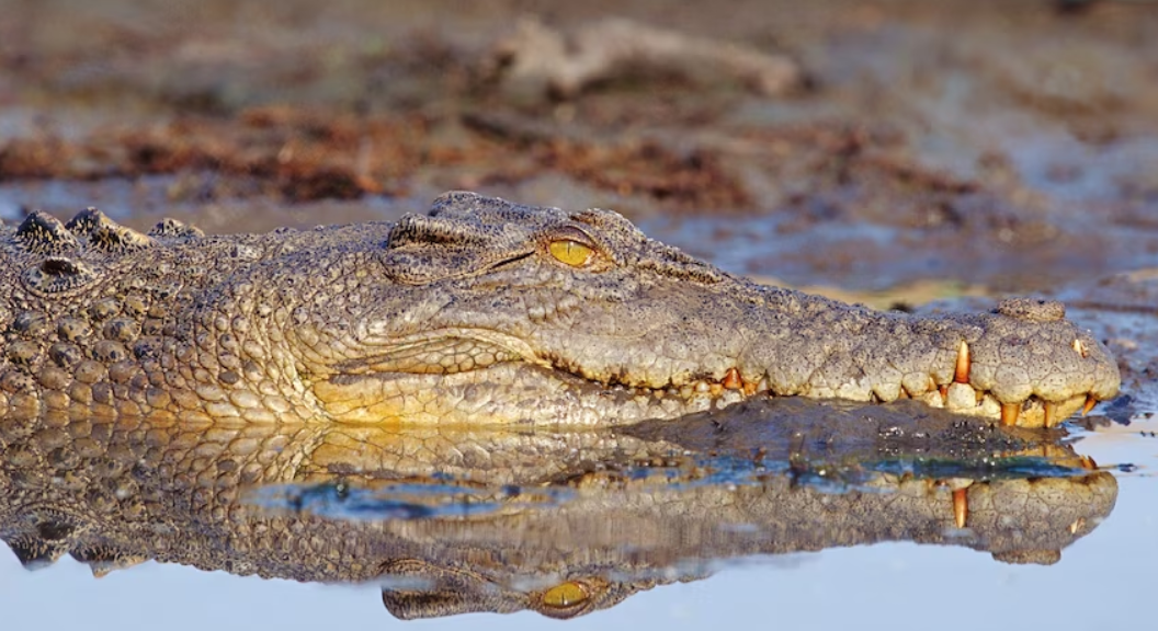 Australian Saltwater Crocodile “Talks”. Scientists are Learning What He’s Saying