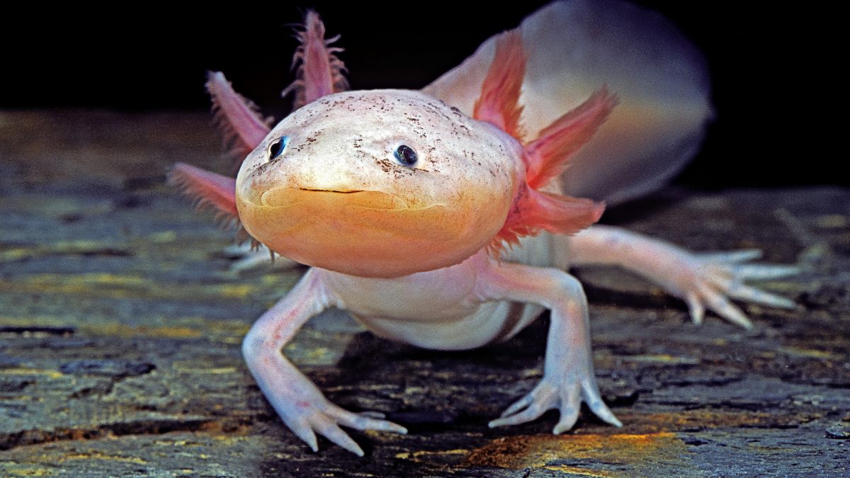 The Axolotl Can Regrow Its Body and Stay Looking Young Forever