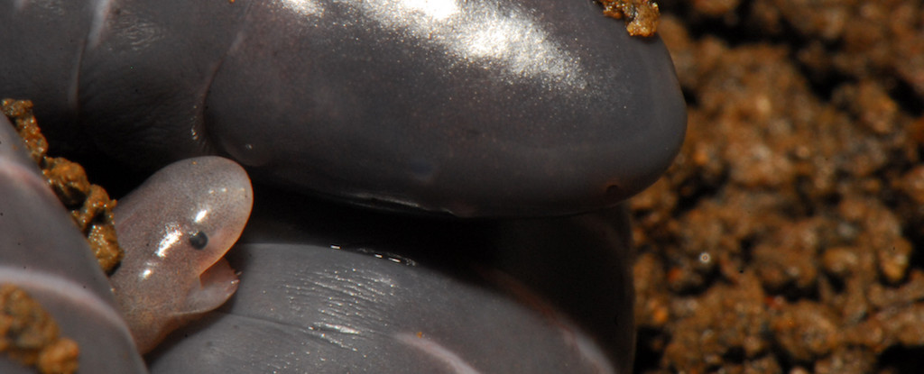 Caecilian Mothers Feed Microbes to Their Babies