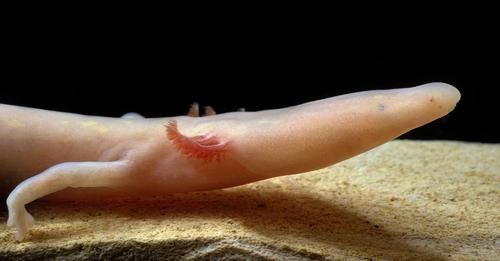 Is the Olm the Key to Human Longevity?