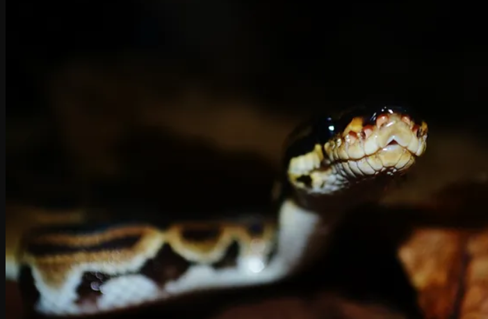 Snakes on the Loose in the UK! More Scaremongering from the Press and the Real Story Behind the Headlines