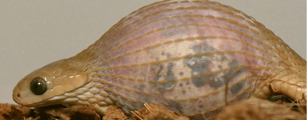 Gans’ Egg-Eating Snake Can Eat Prey Twice That of Burmese Python Relative to Size and Mass