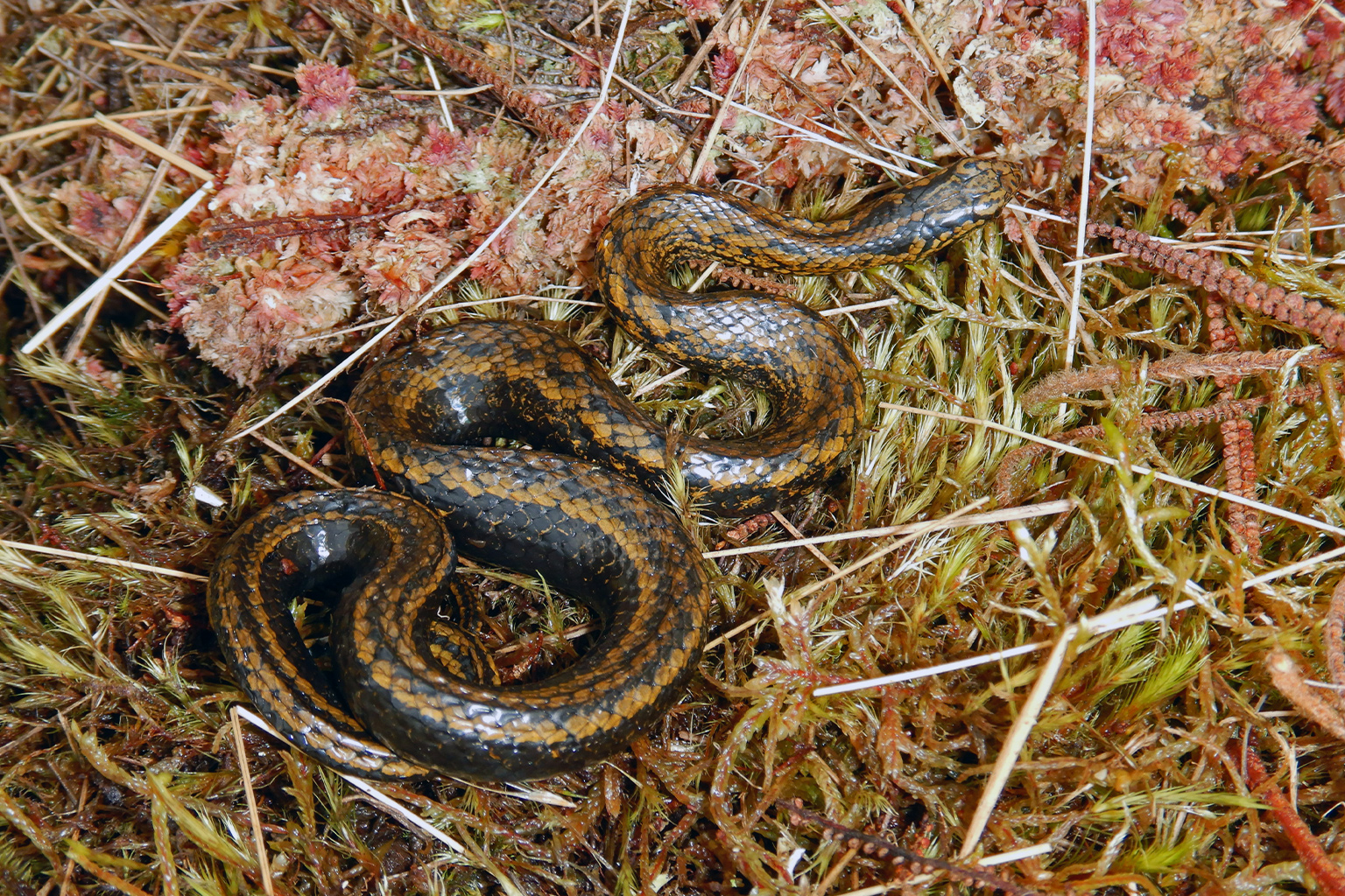 New Snake Species Was Named After Harrison Ford
