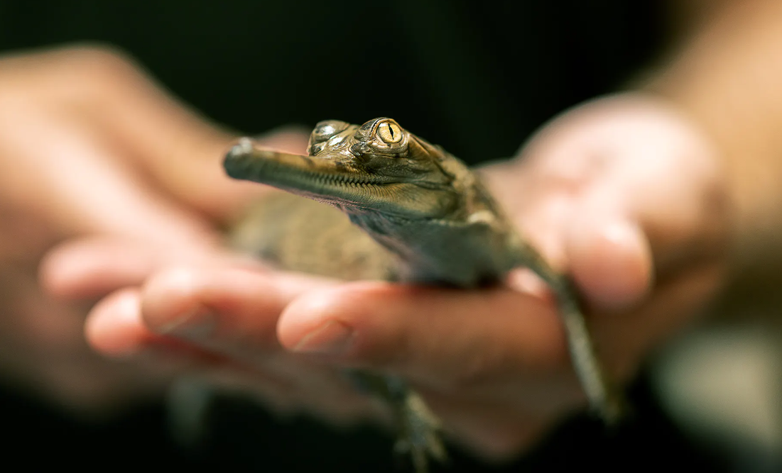 Rare Baby Crocodilians Just Hatched at The Fort Worth Zoo