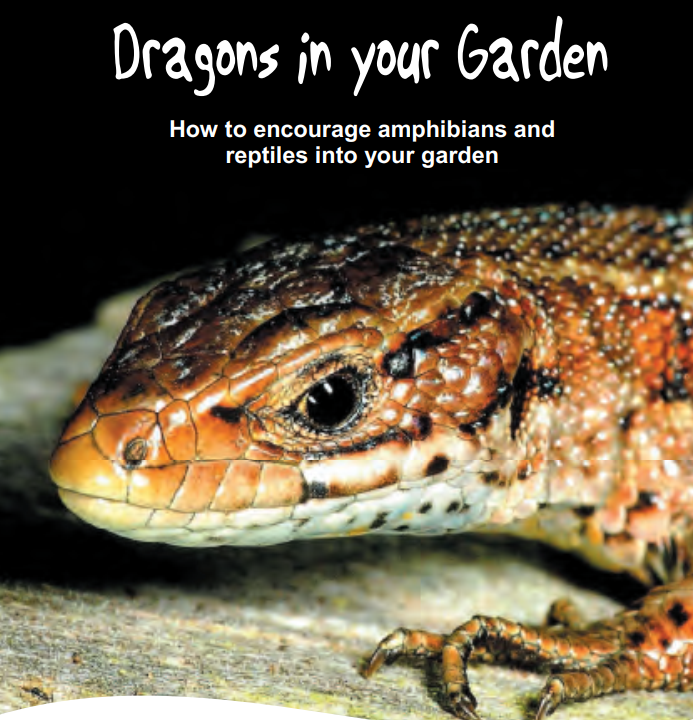 Dragons in your garder. How to encourage amphibians and reptiles into your garden
