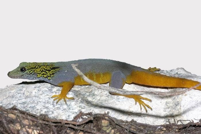 Psychedelic Rock Gecko, Other Reptiles Native to Vietnam Need Protections