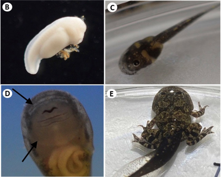 Husbandry and first record of captive breeding of the Asian giant river toad Phrynoidis asper