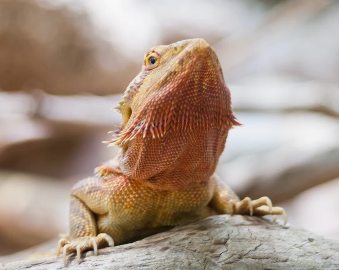 How to Choose a Thermostat for Reptile Enclosure