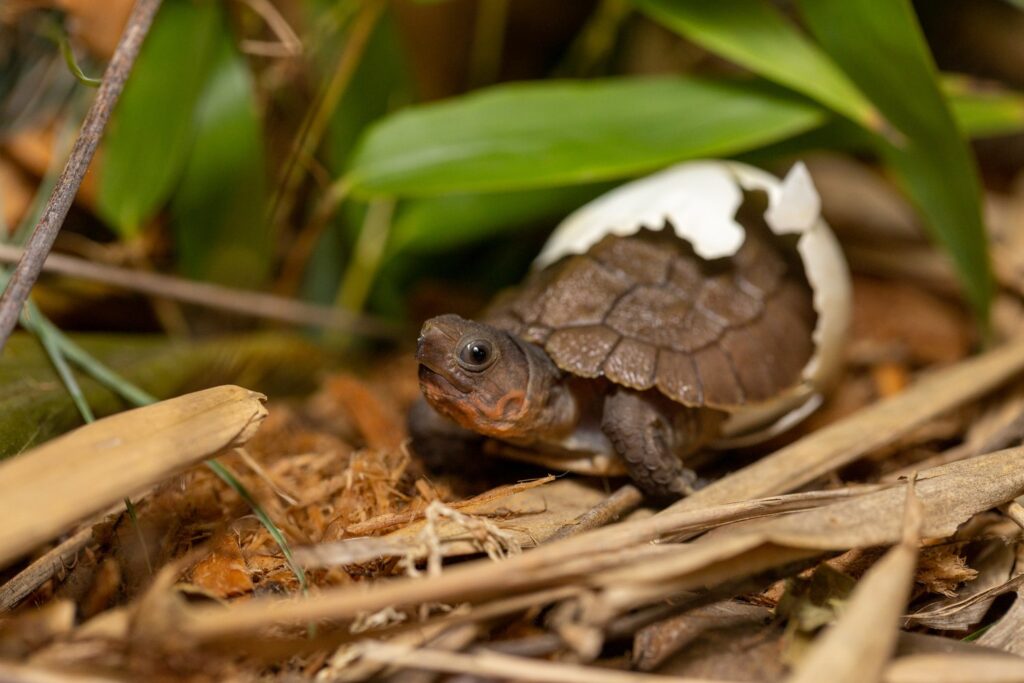 Sulawesi forest turtle