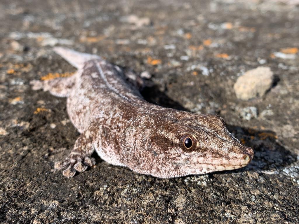 The 2022/2023 Günther’s Gecko Breeding Season Lives Up to Expectations
