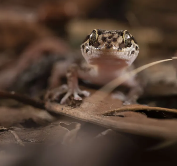 New “Rock-Climbers” Gecko Species Was Described