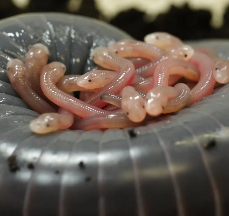 Legless Amphibians Have a Taste for Their Mom’s Skin