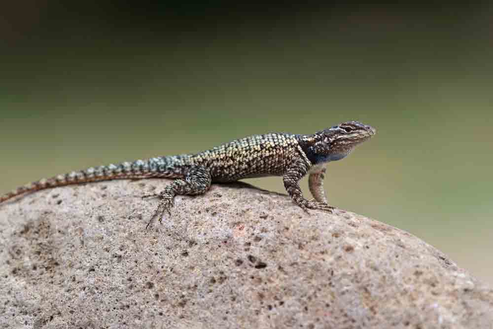 Yarrow’s Spiny Lizard Faces Extinction Due to Climate Change