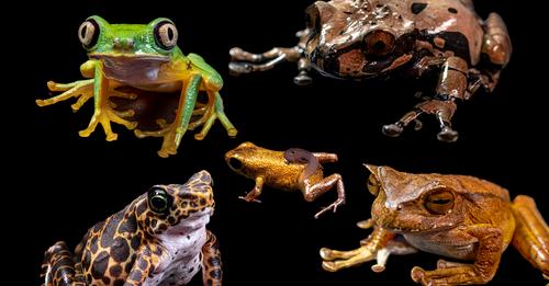 The Highlands of Central America Identified Among the 50 Threatened Amphibian Landscapes Worldwide