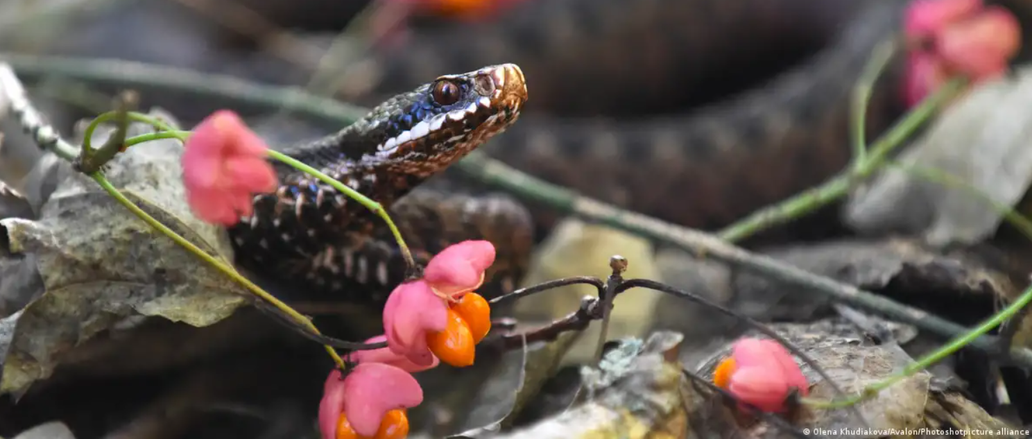 Endangered Adder Snake is Germany’s “Reptile of the Year”