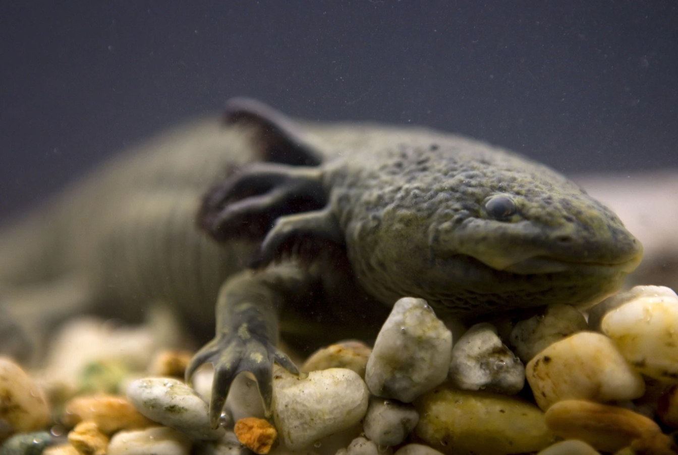 “Adoptaxolotl” Campaign Launches in Mexico to Save Iconic Species
