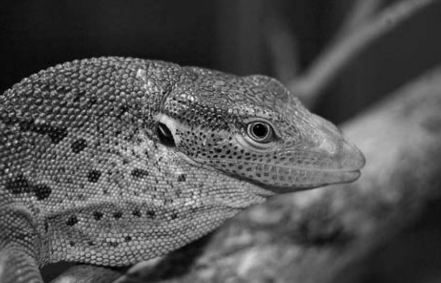 Successful care and reproduction of green tree monitors (Varanus prasinus) at the San Diego Zoo