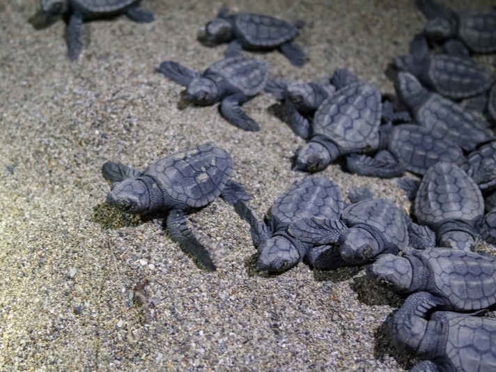 Florida Beaches Yield More Than 25,000 Sea Turtle Nests