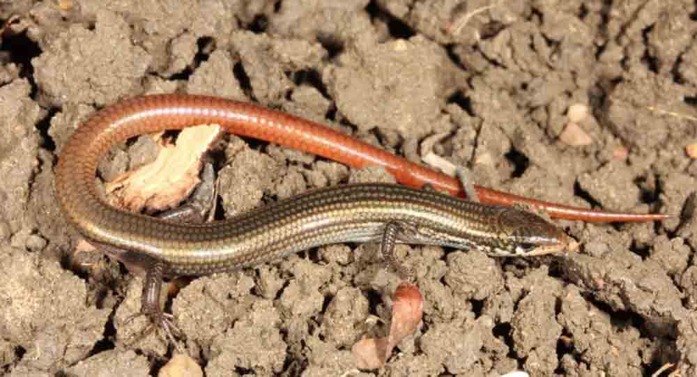 The Lyon’s Grassland Striped Skink Rediscovered In Australia