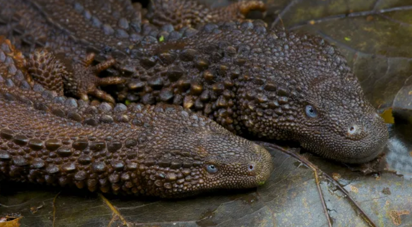 Earless Monitor Lizards: the “Holy Grail” of Reptiles That Looks Like a Mini Dragon