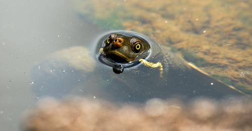 New Research Reveals the Secret Lives of Australian Freshwater Turtles