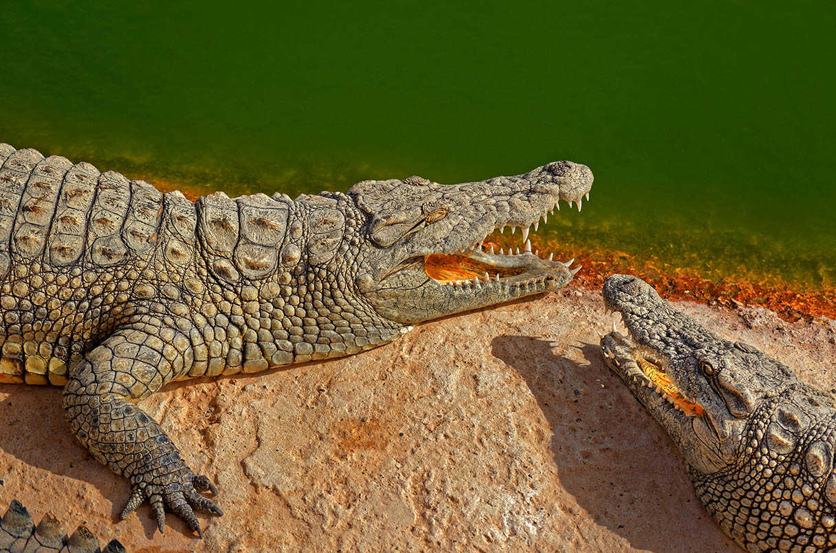 Nile Crocodile is Alarmingly Attuned to the Cries of Human Infants