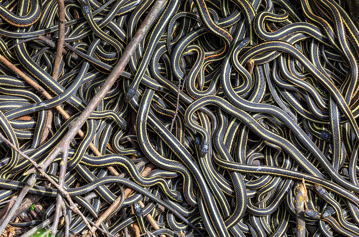 Garter Snakes Make Friends, Organize Their Society Around Females