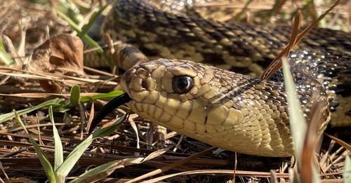 Draft Recovery Plan for Louisiana Pinesnake Now Available