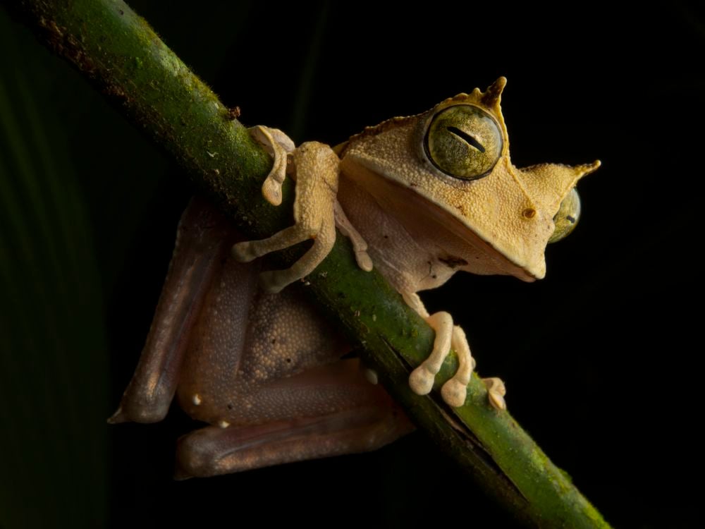The Surprise Reappearance of a Rare Marsupial Frog Has Scientists Leaping to Protect its Habitat