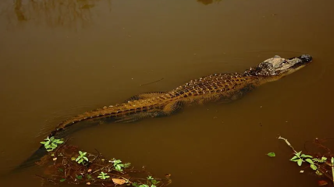 Alligators are Now the Largest Species Known to Regrow Severed Limbs