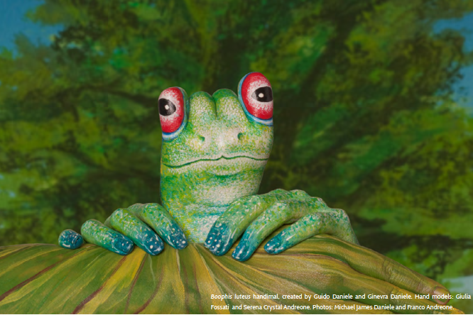 Non-traditional ways of raising awareness for frog conservation: guido handimal of Boophis luteus from Madagascar