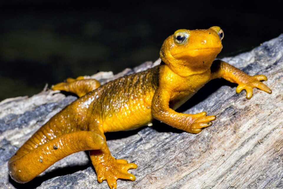 Female Taricha Newts are Much More Poisonous Than Males