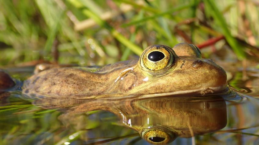 Bringing Back Lost Northern Pool Frog