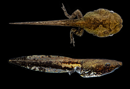 A Frog’s Tadpole from Mexico Described for the First Time