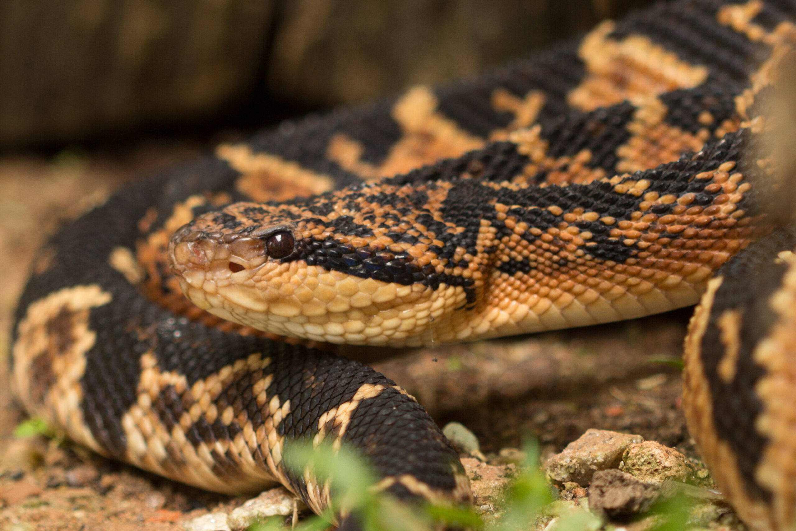 Novel Peptides with Biotechnological Potential Were Discovered in Snake Venom