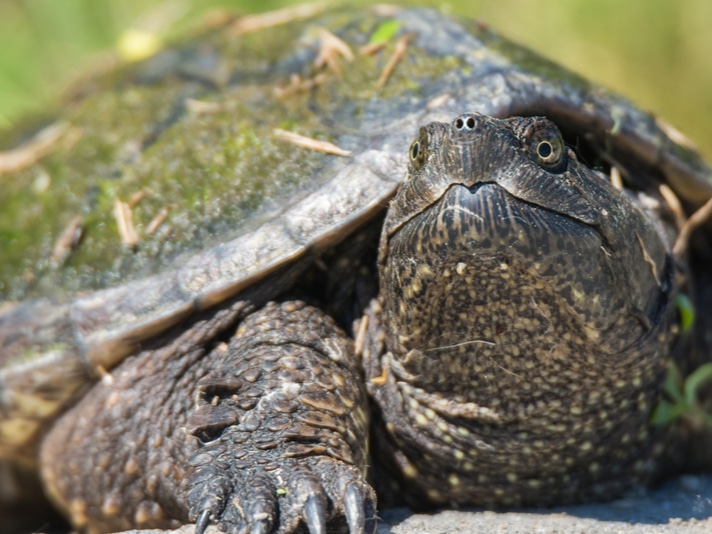 Commercial Snapping and Painted Turtles Harvesting Prohibited in Minnesota