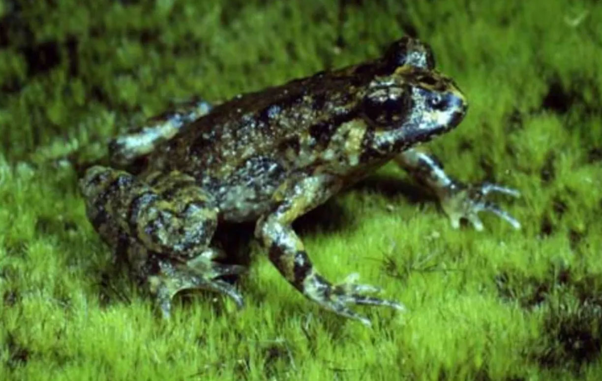 Hochstetter’s Frog Could Disappear in Decades